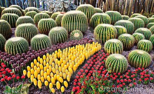 colorful-cactus-21979036